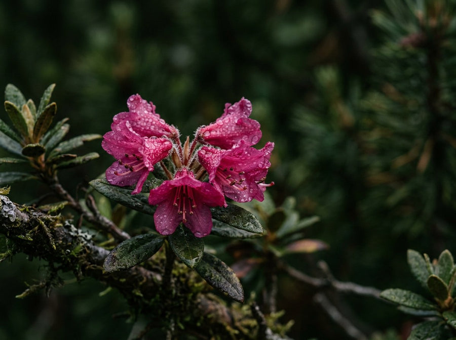 Alpenrose